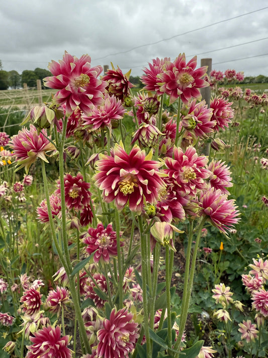 Aquilegia Nora Barlow