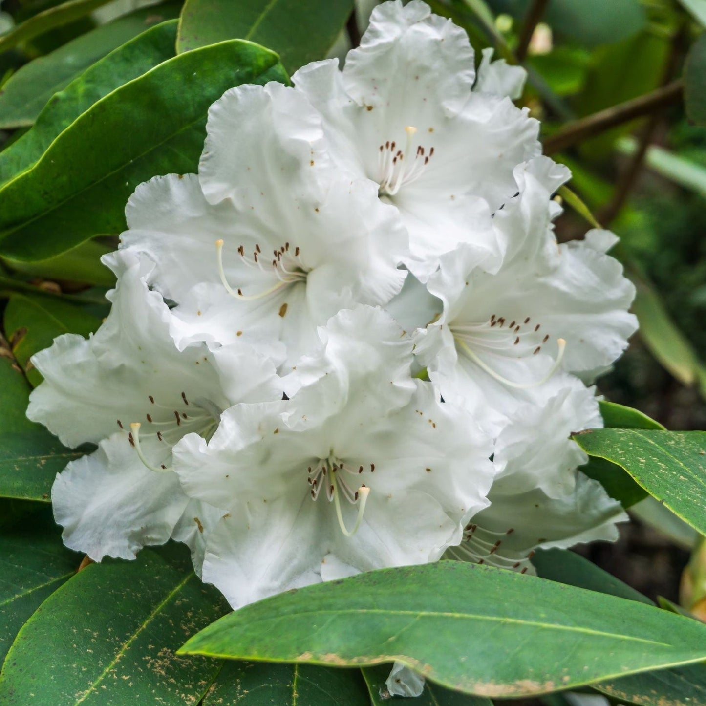 Rhododendron Dwarf White €˜Arctic Tern€™ 2L