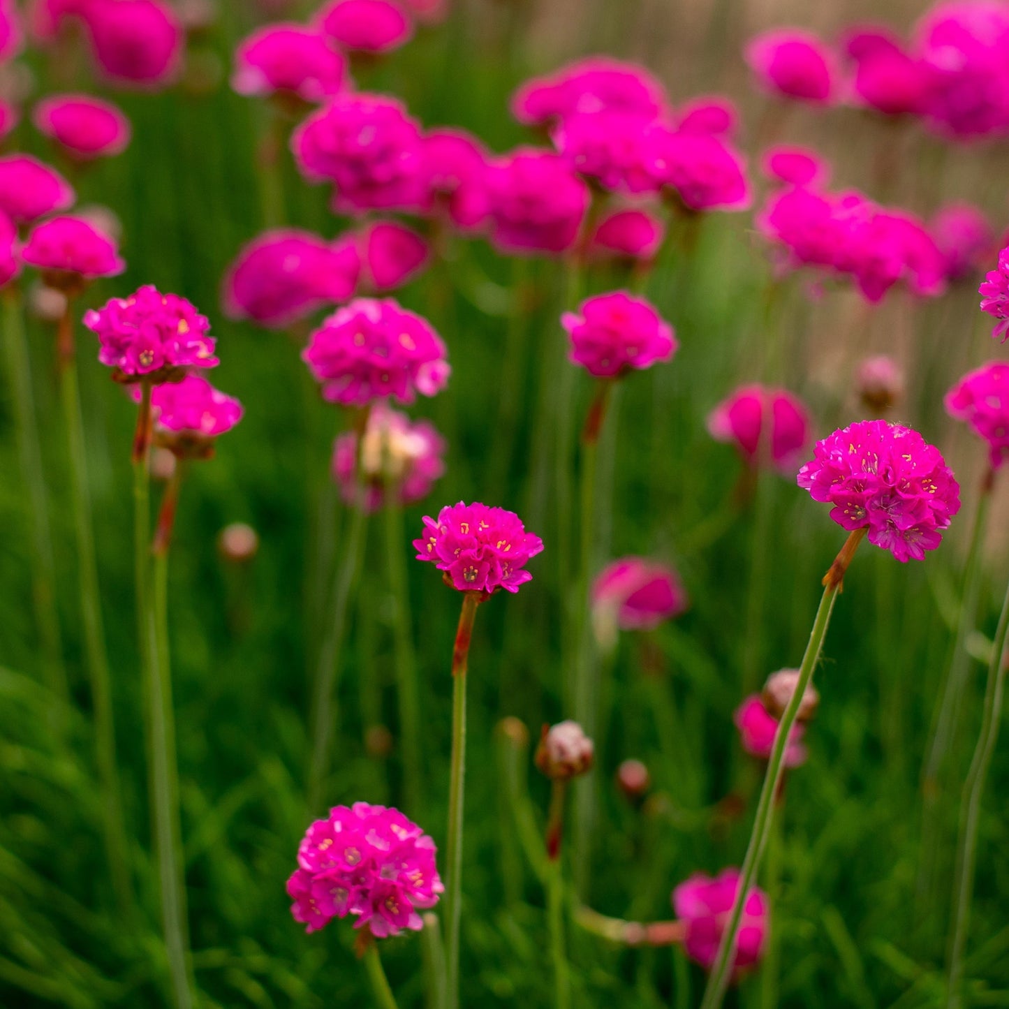 Armeria martima Select Rose 9cm