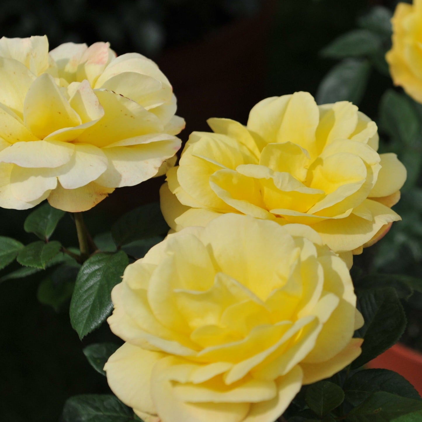 Rose Arthur Bell | Floribunda Rose | 4L Potted Rose (PRE ORDER DECEMBER '25)