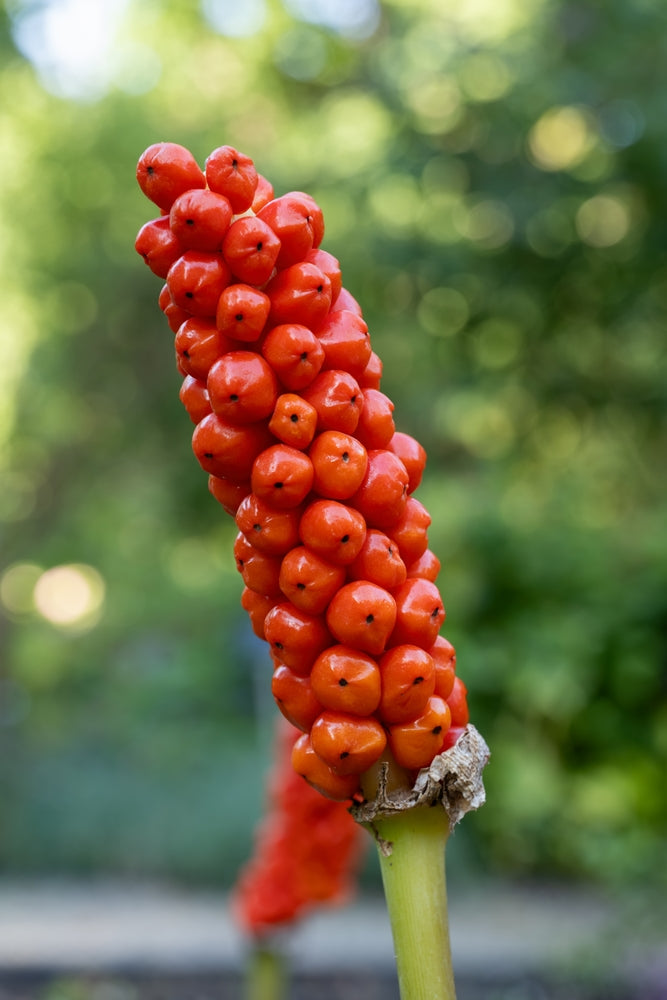 Arum italicum - Marginal Pond Plants - BP009