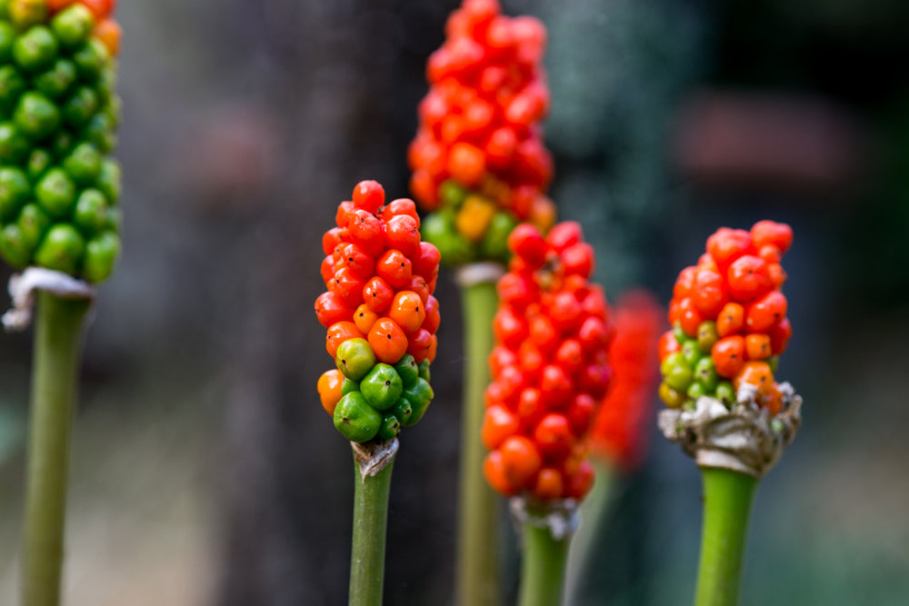 Arum italicum - Marginal Pond Plants - BP009