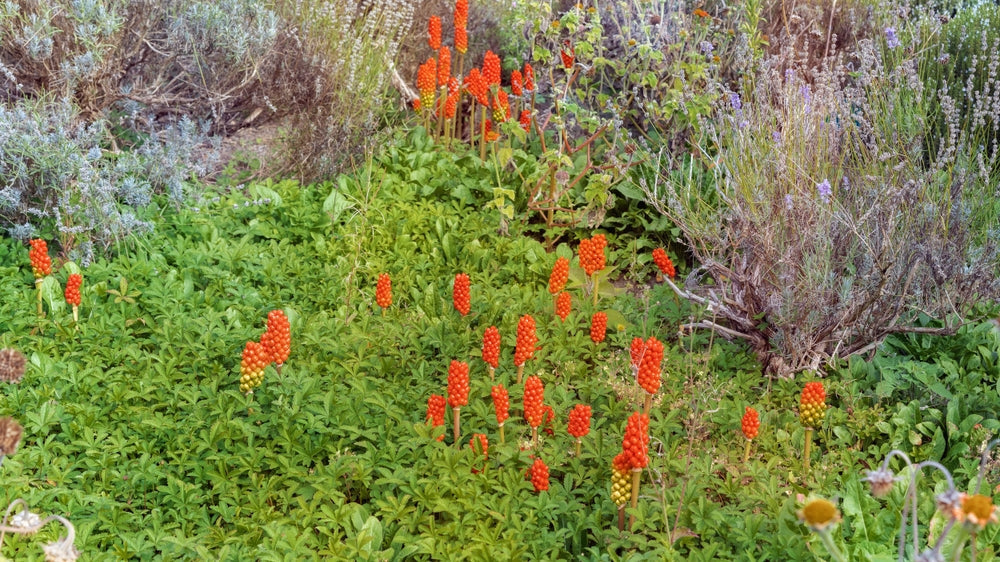 Arum italicum - Marginal Pond Plants - BP009