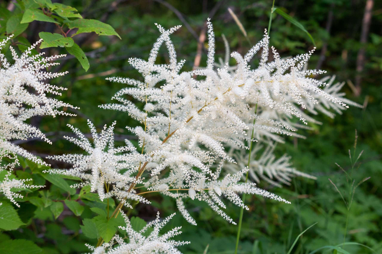 Aruncus dioicus - Marginal Pond Plants - BP010