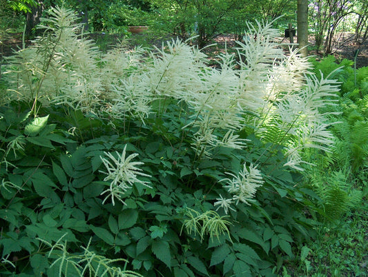 Aruncus Dioicus - BP010 Packs