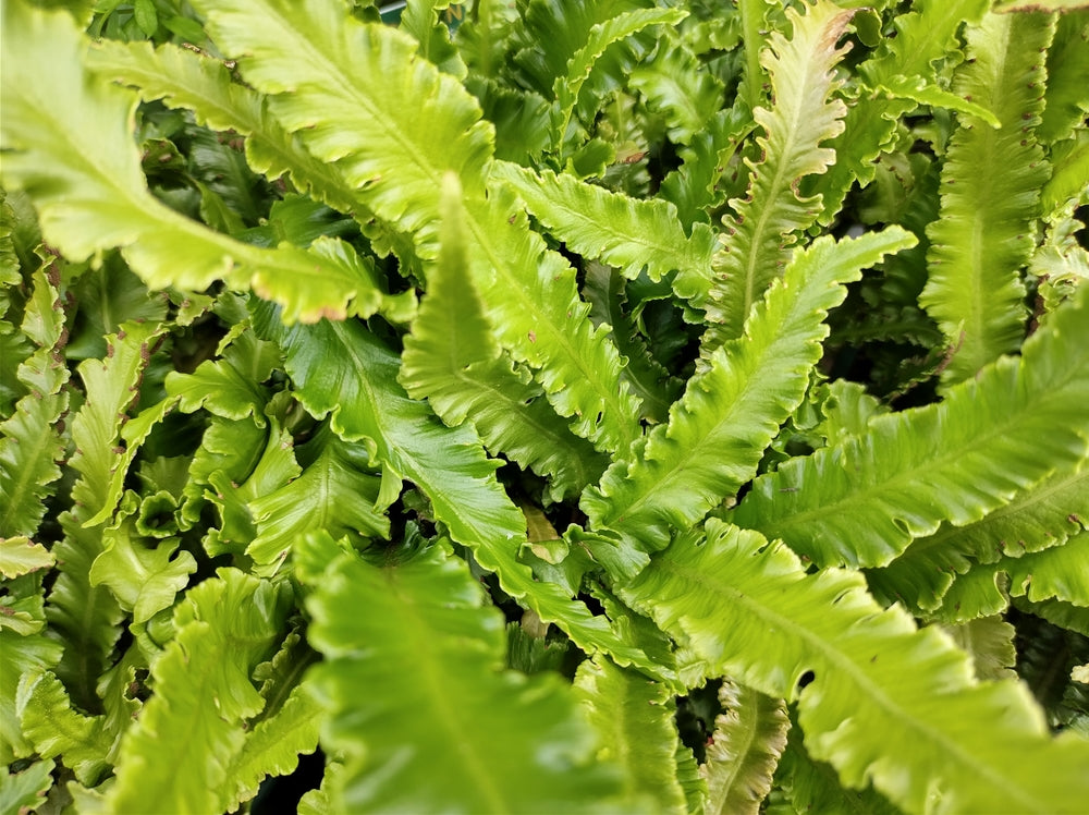 Asplenium scolopendrium angustatum - Marginal Pond Plants - BP011