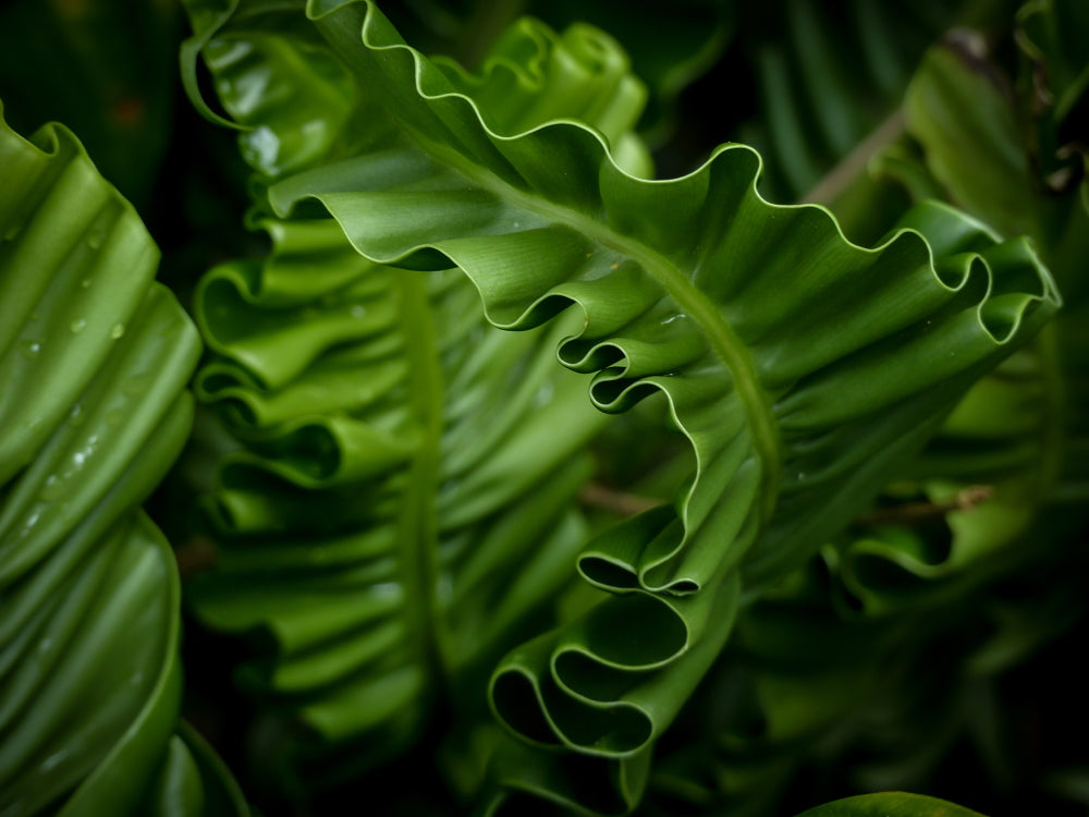 Asplenium scolopendrium angustatum - Marginal Pond Plants - BP011