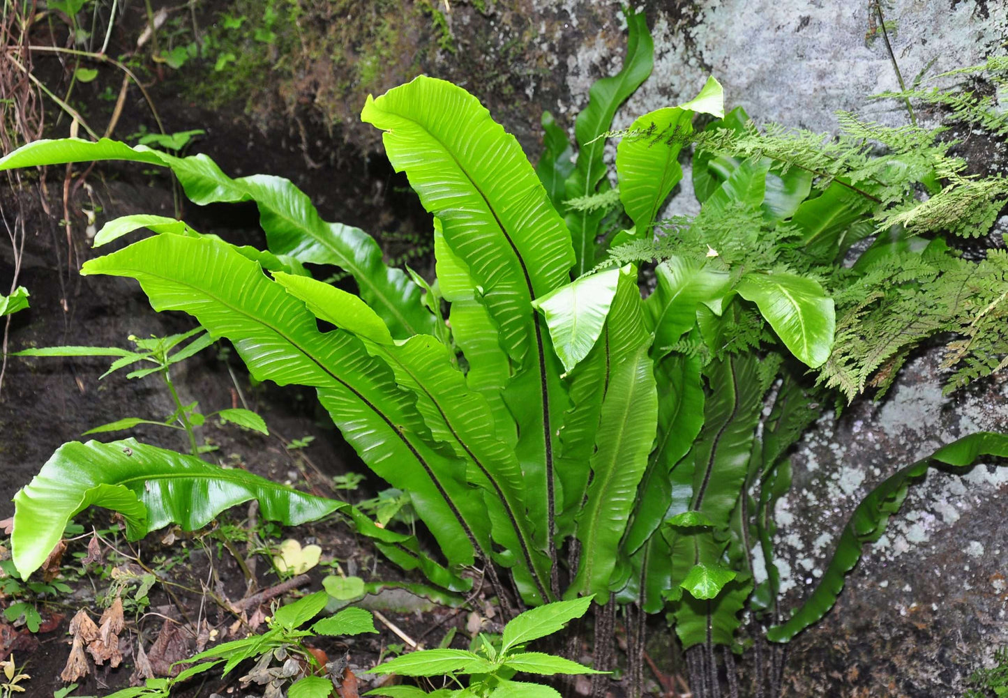 Asplenium scolopendrium angustatum - Marginal Pond Plants - BP011