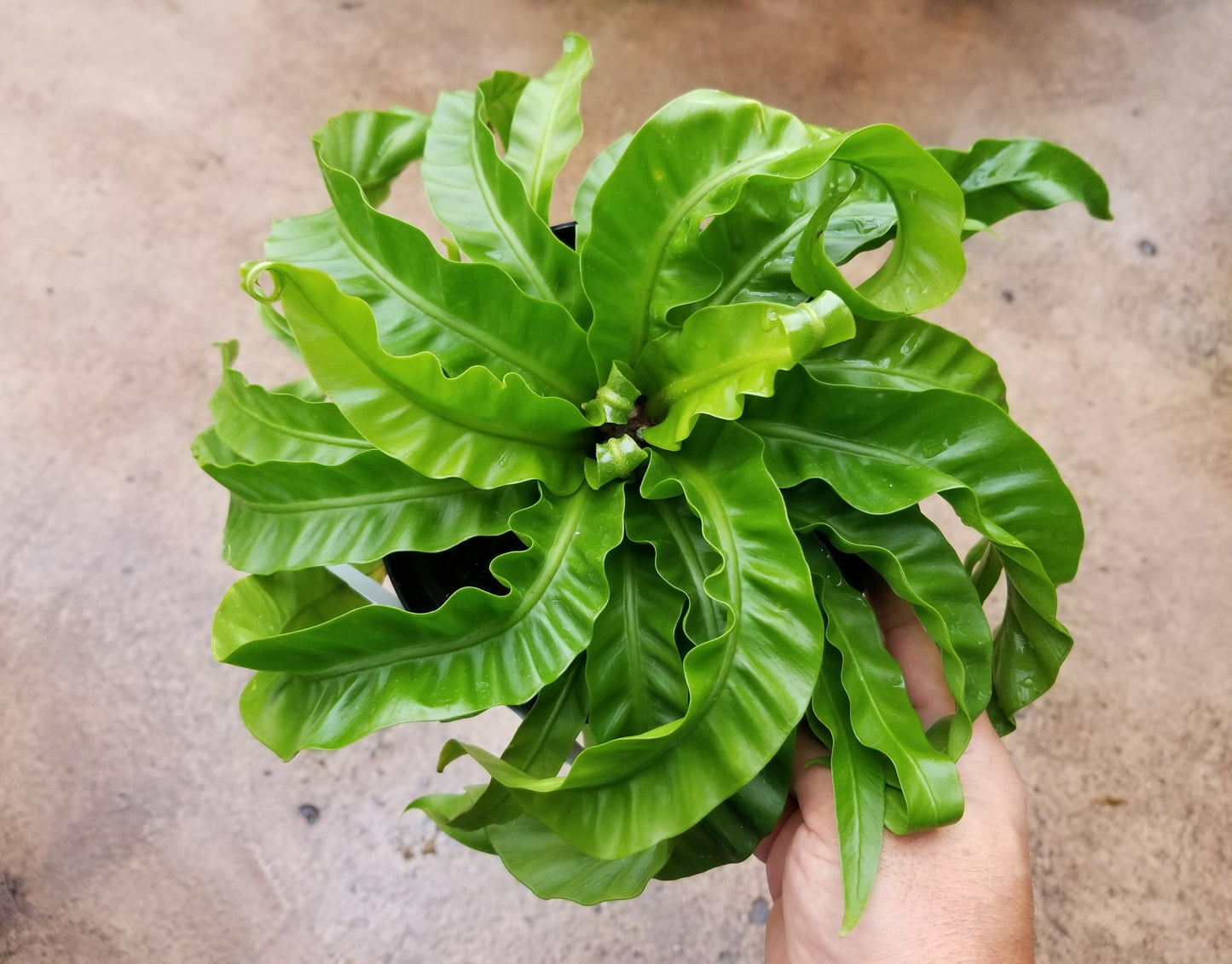 Asplenium scolopendrium Hurricane - BP011A Packs