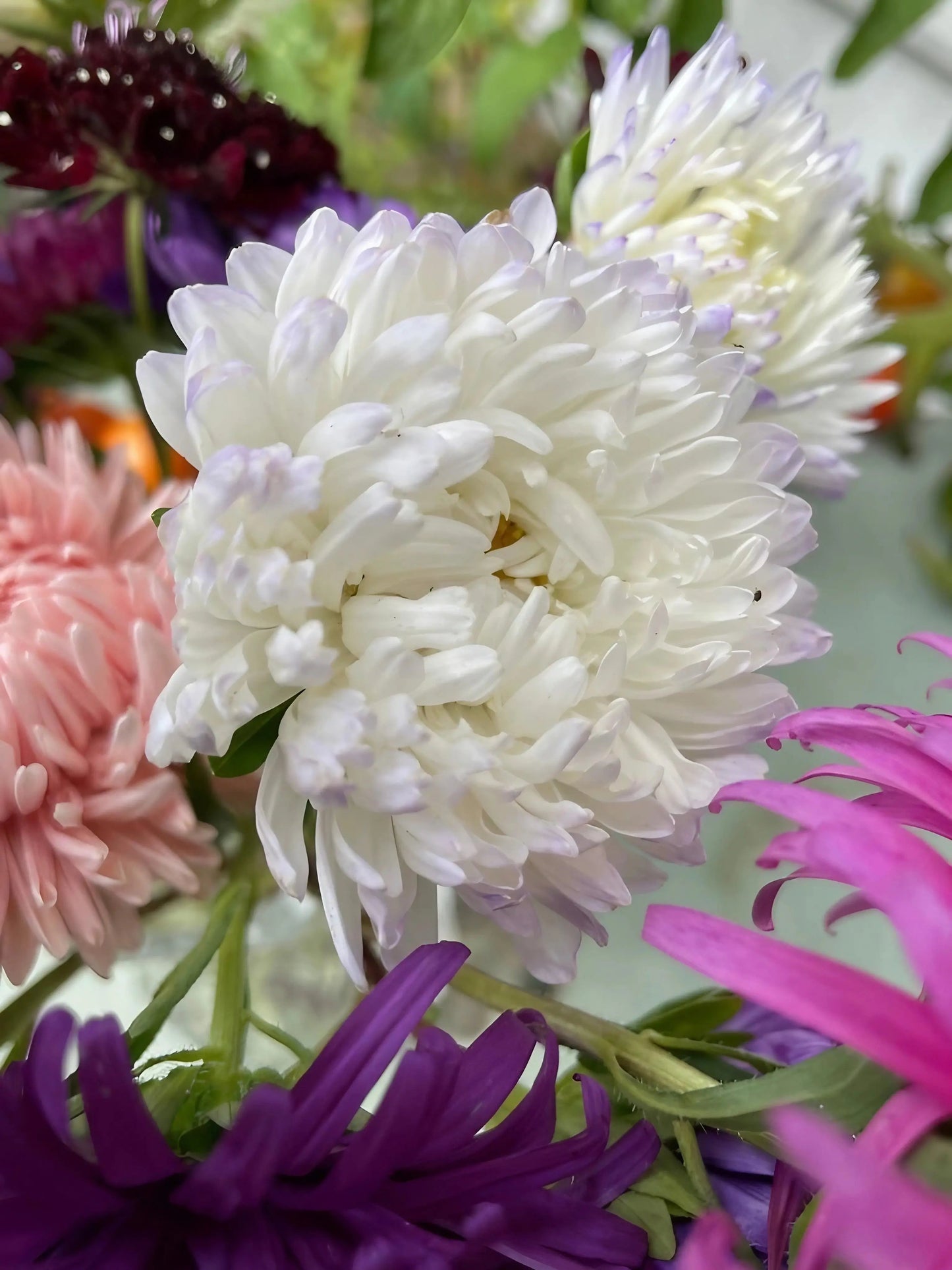Aster Peony Mix