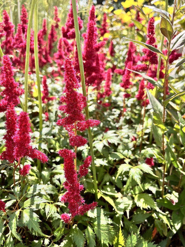 Astilbe Burgundy Red - Marginal Pond Plants - BP013A