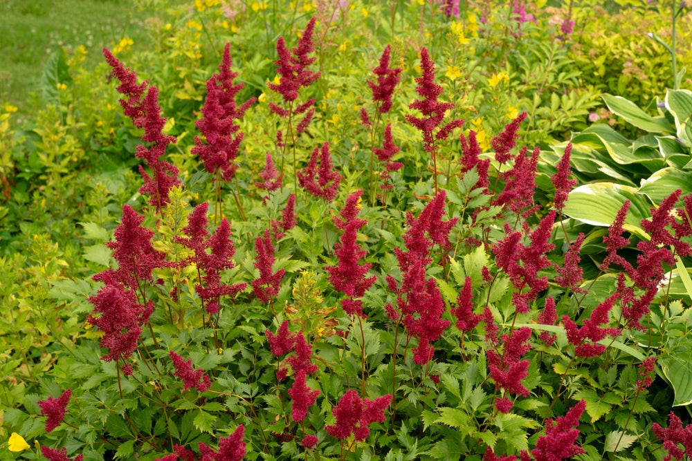 Astilbe Burgundy Red - Marginal Pond Plants - BP013A
