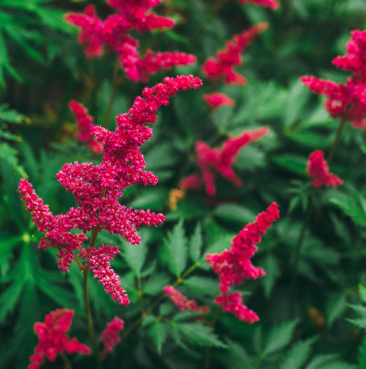 Astilbe Burgundy Red - BP013A Packs