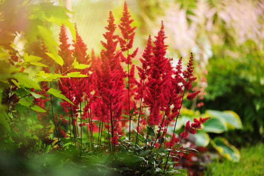 Astilbe red baron (False goats beard) - Marginal Pond Plants - BP015