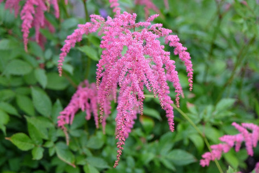 Astilbe Salmon Pink (strassenfeder) - Marginal Pond Plants - BP015A