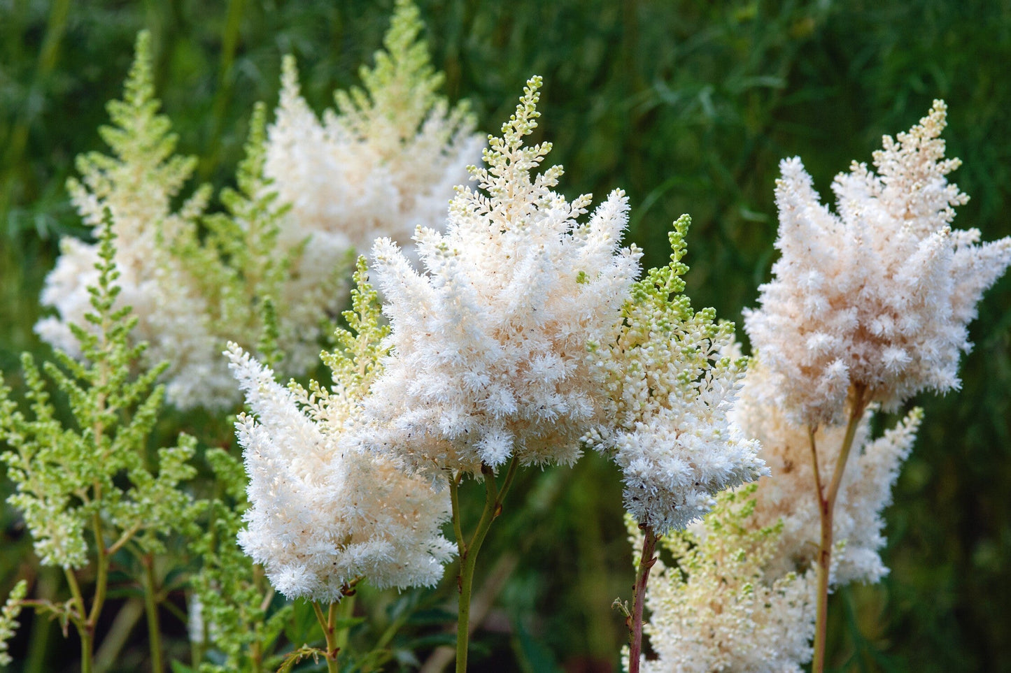 Astilbe 'Avalanche'