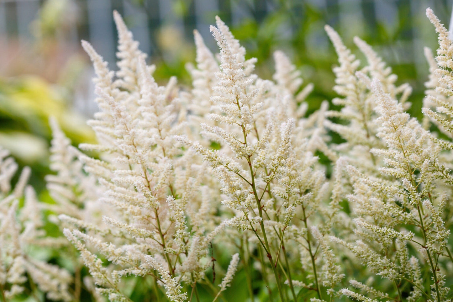 Astilbe 'Avalanche'