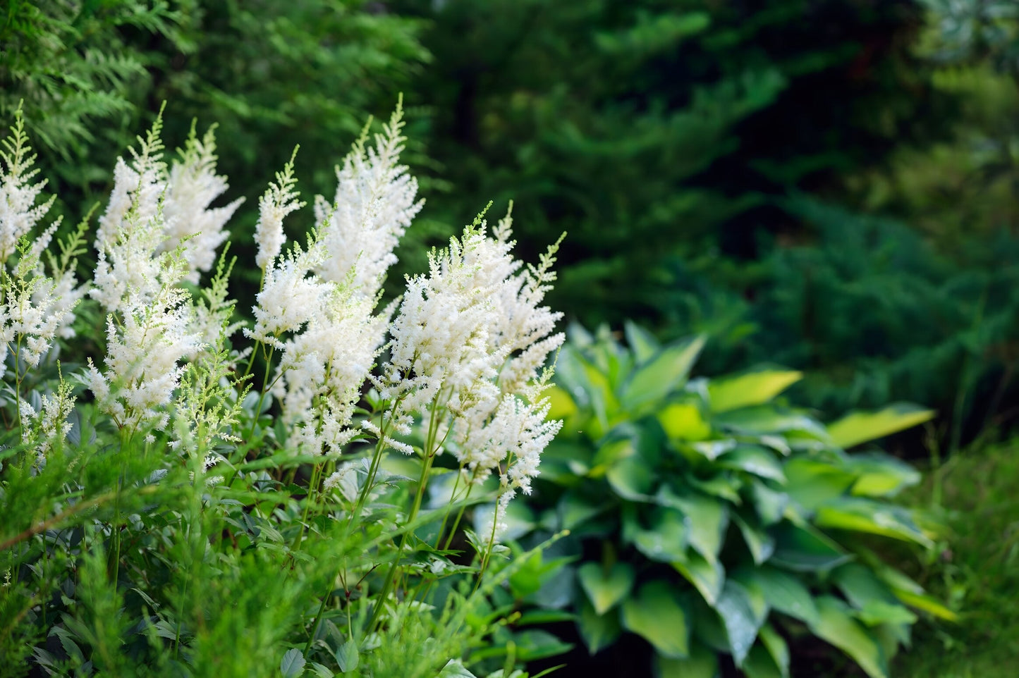 Astilbe 'Avalanche'