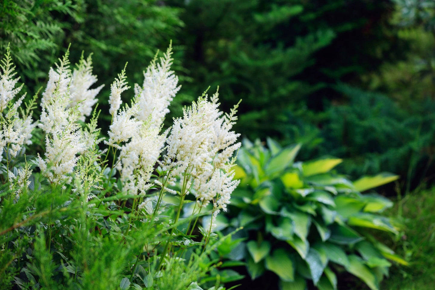 Astilbe 'Avalanche'
