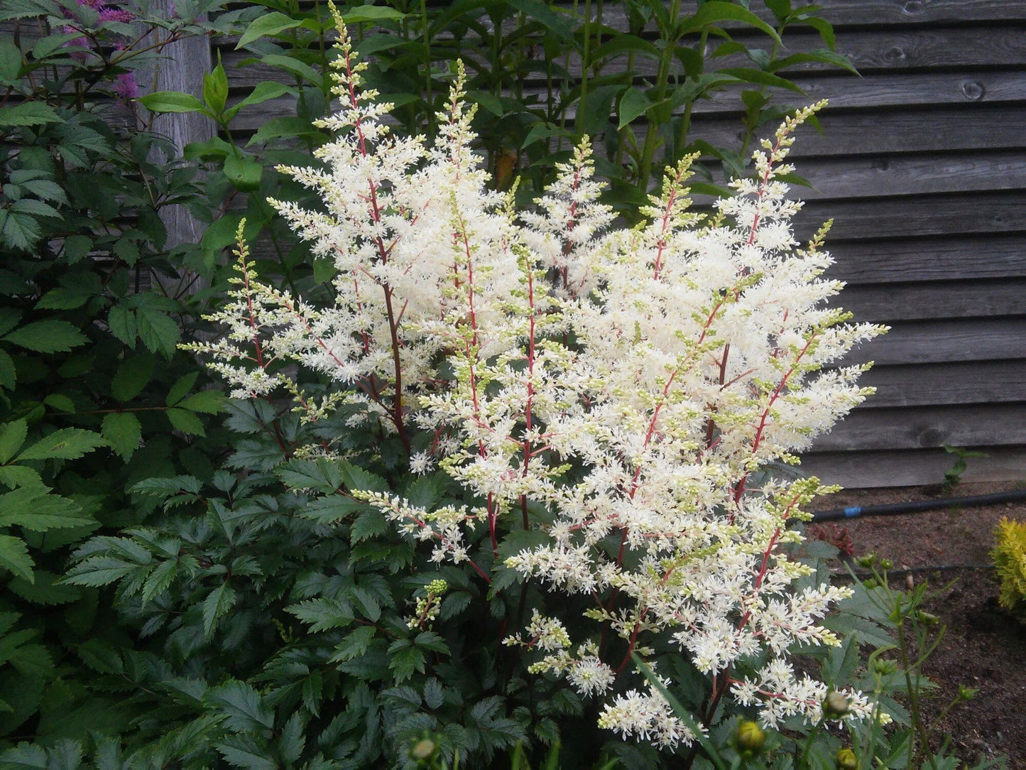Astilbe 'Avalanche'