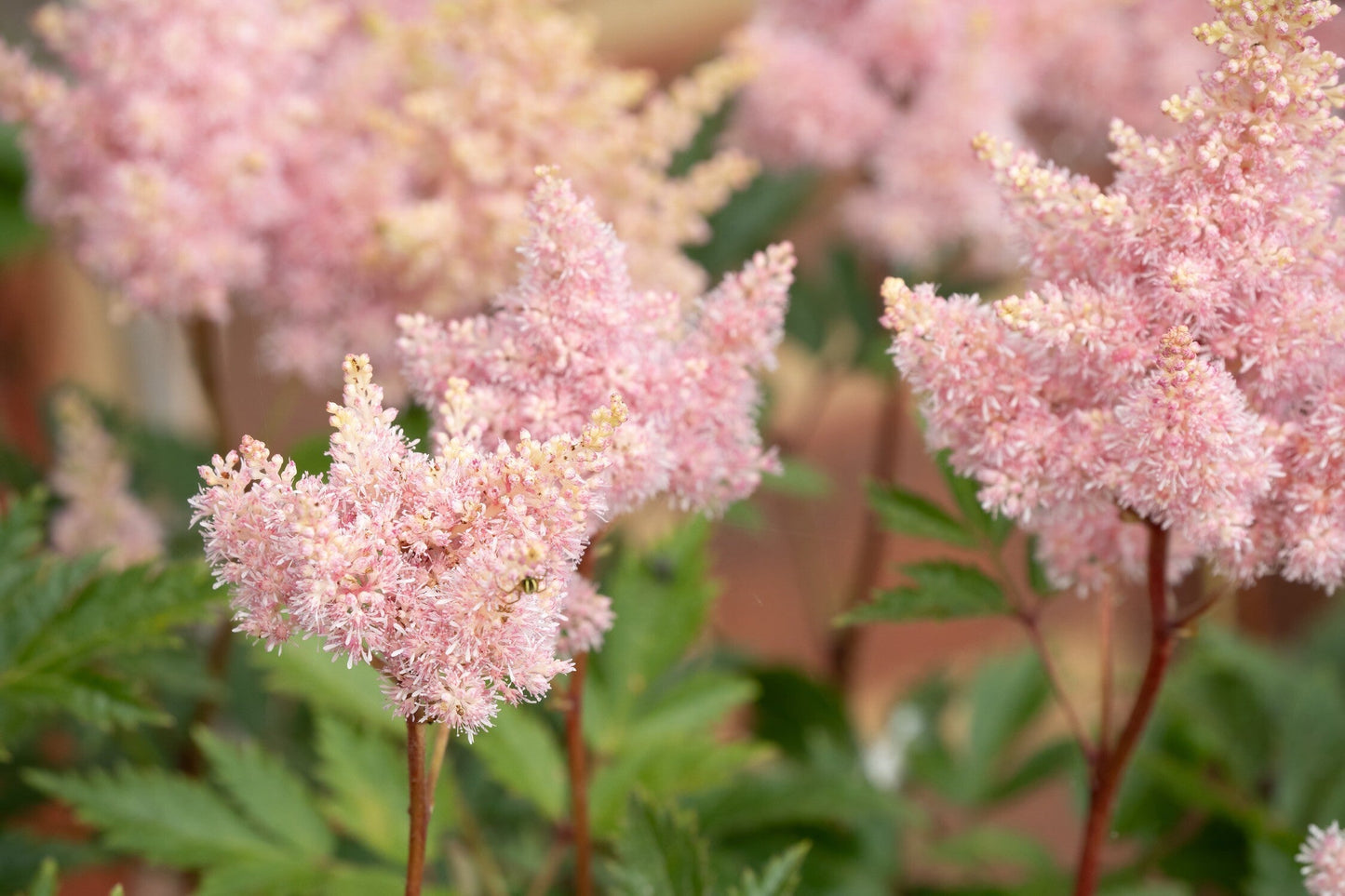 Astilbe Salmon Pink 'Strassenfeder'