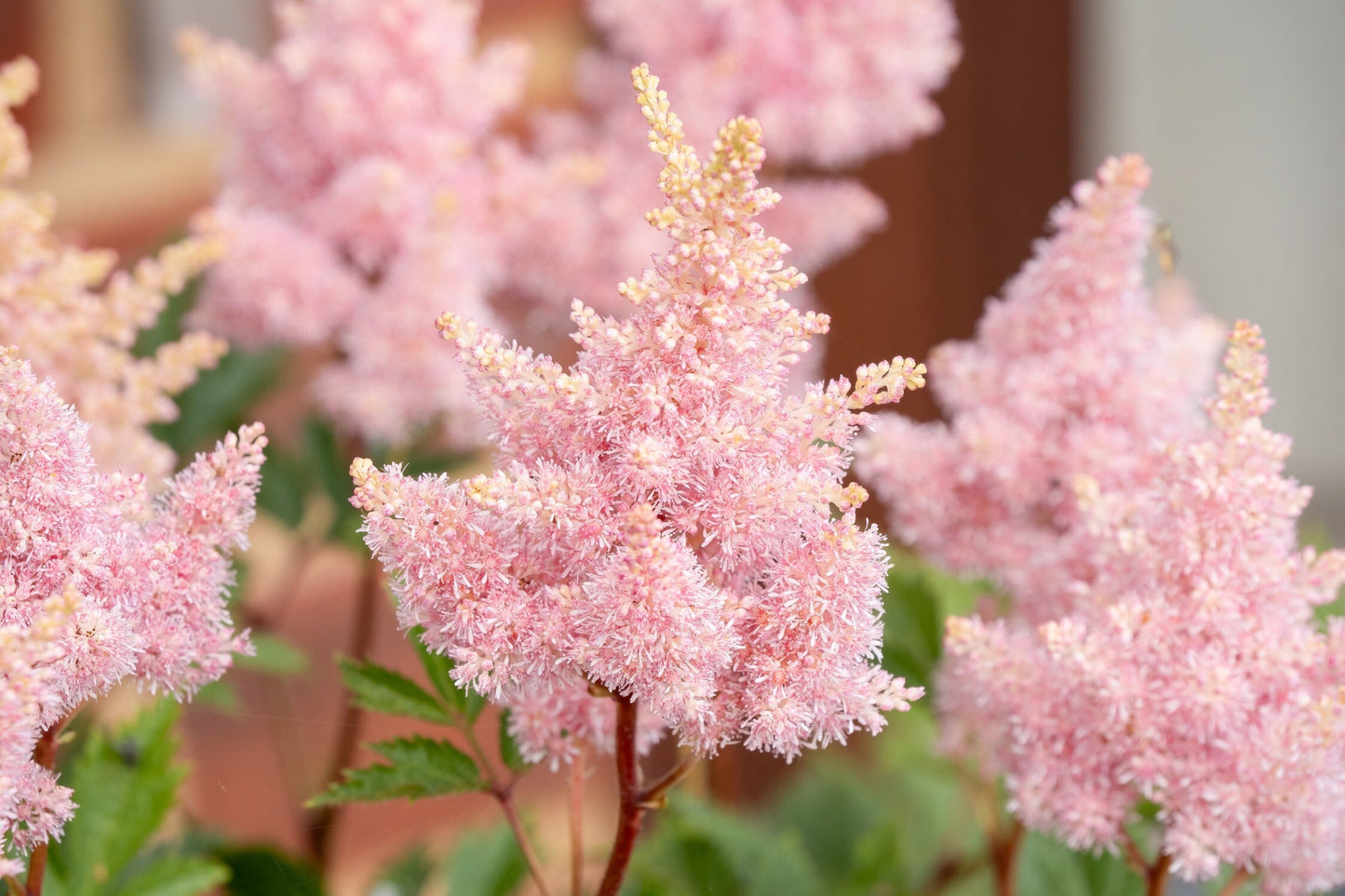 Astilbe Salmon Pink 'Strassenfeder'