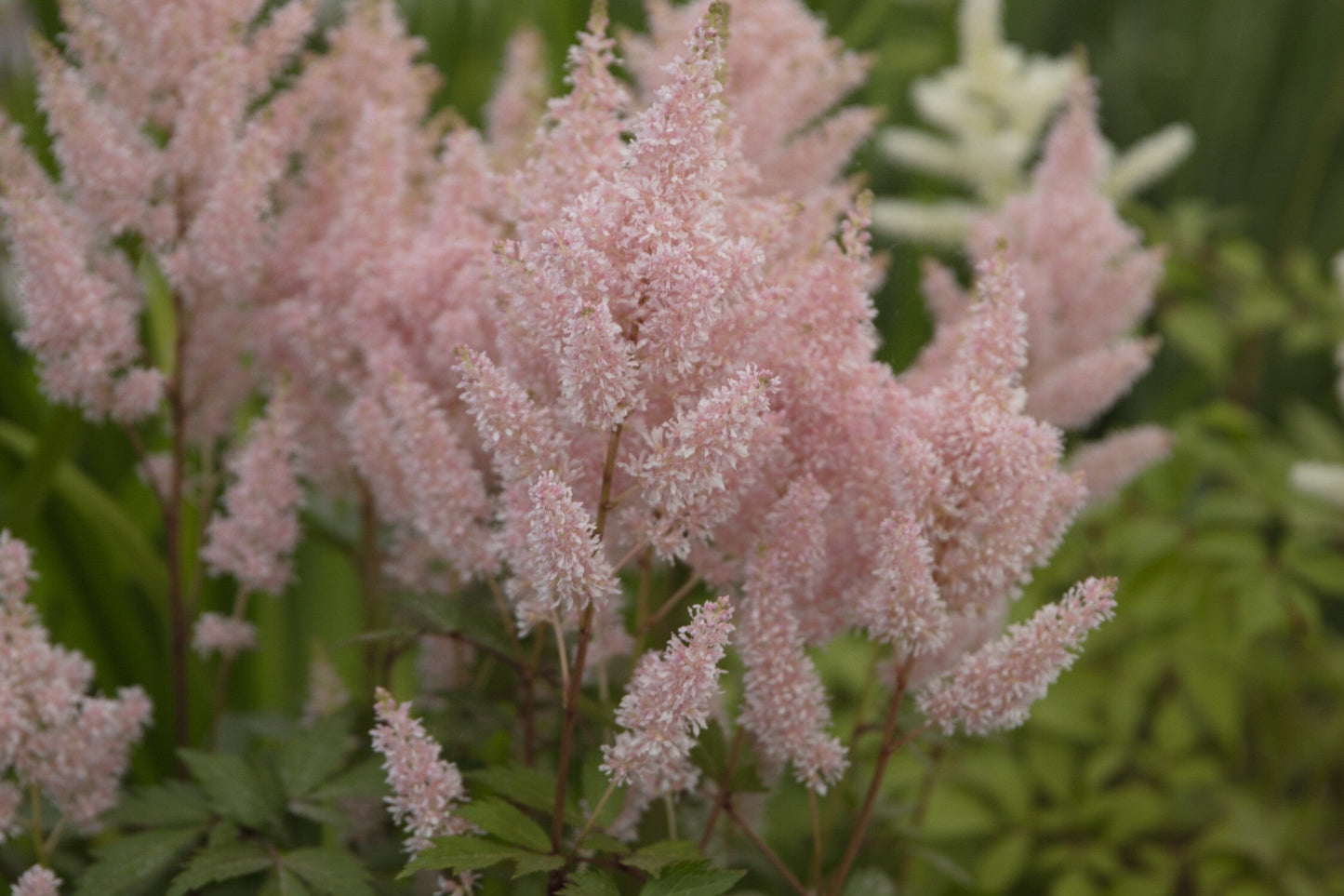 Astilbe Salmon Pink 'Strassenfeder'