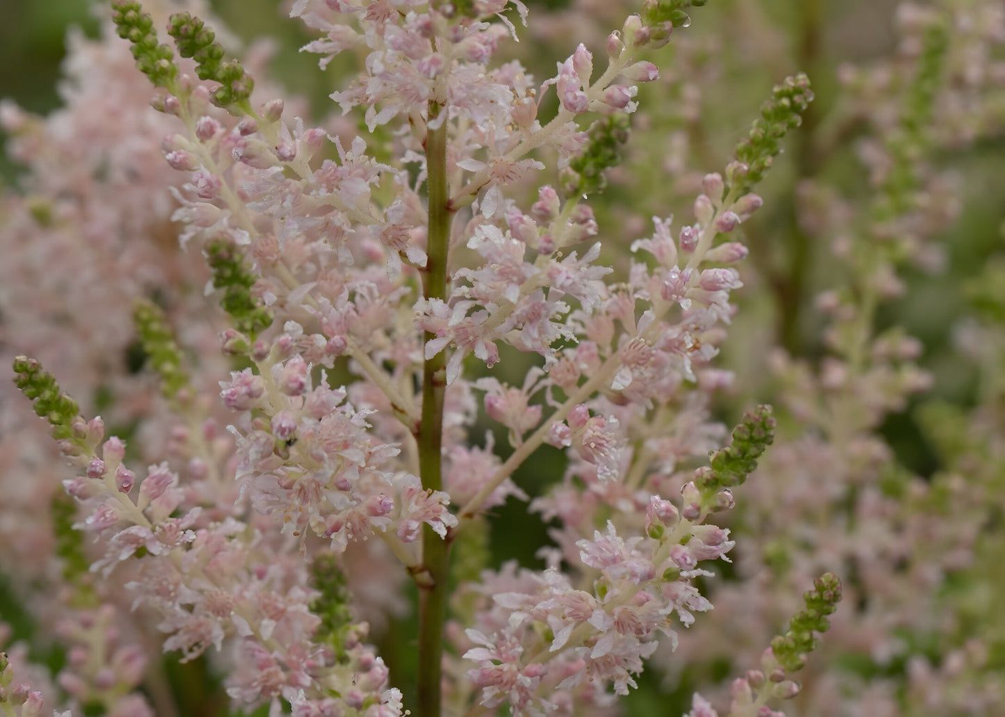 Astilbe Salmon Pink 'Strassenfeder'