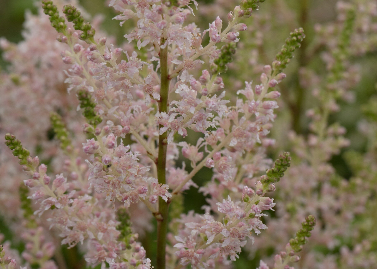 Astilbe Salmon Pink 'Strassenfeder'