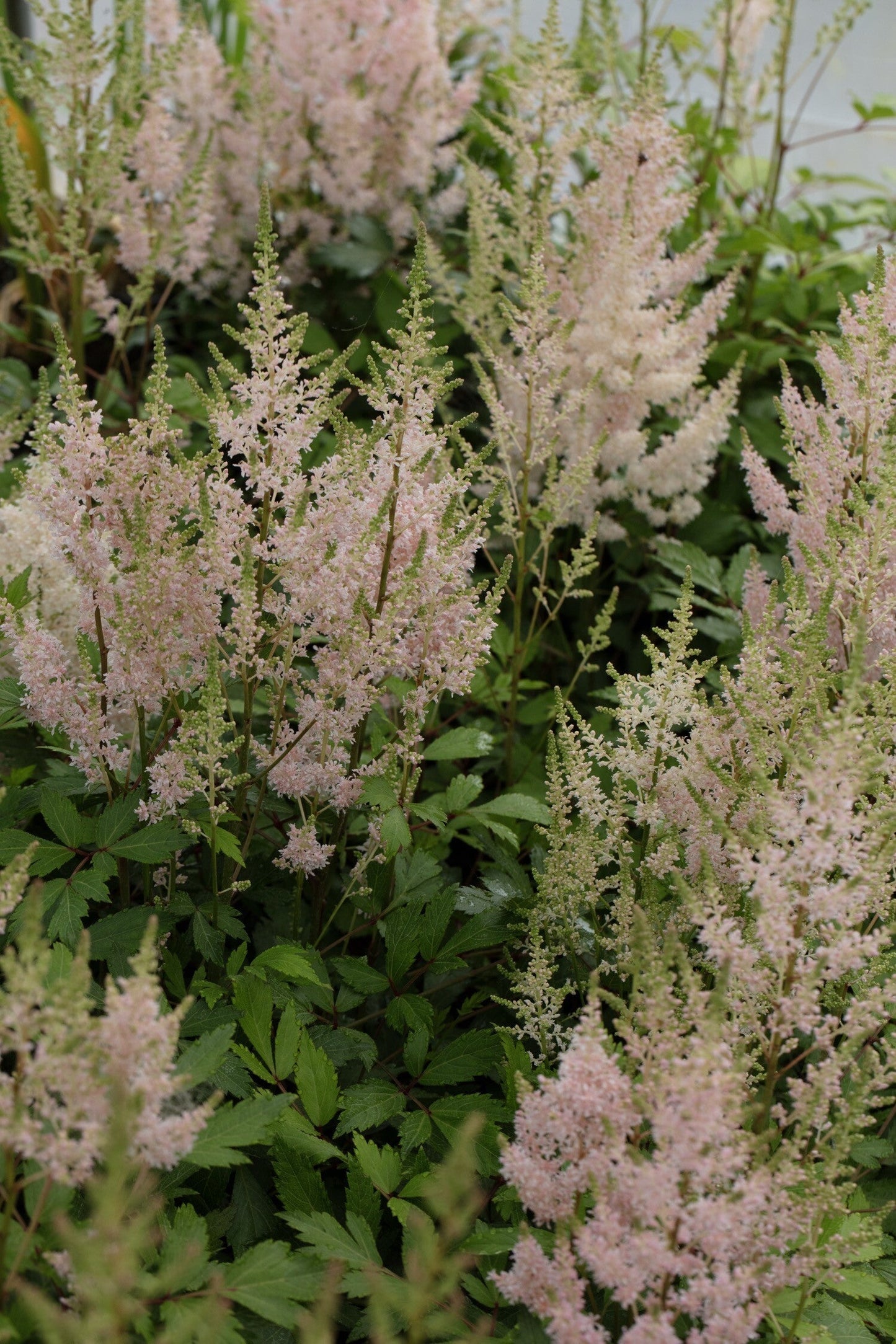 Astilbe Salmon Pink 'Strassenfeder'