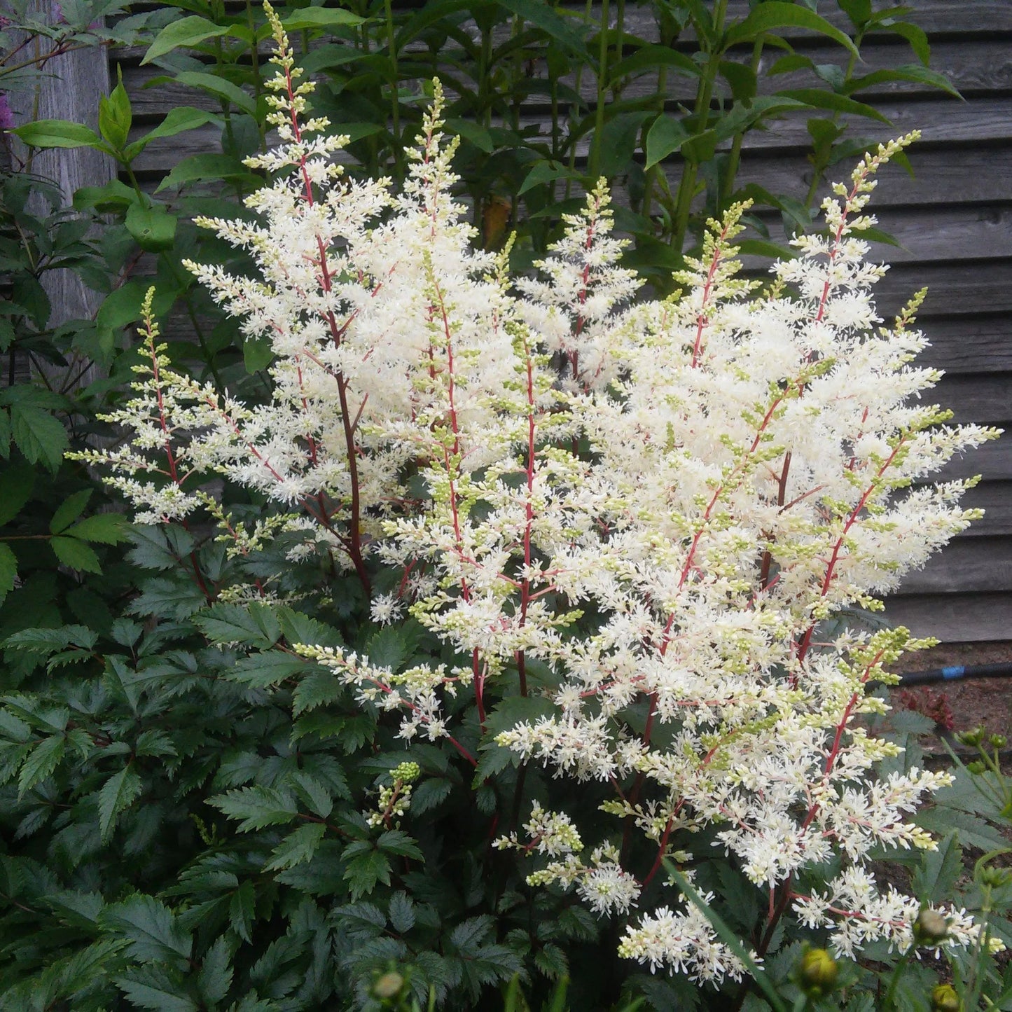 Astilbe  arendsii White 9cm/2L