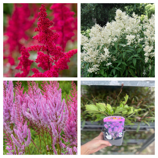 Mix of 3 x Astilbe 9cm