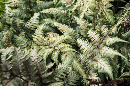 Athyrium Niponicum 'Metallicum' - BP016 Packs