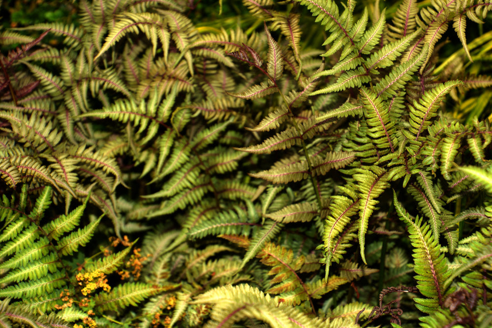 Athyrium niponicum 'Metallicum' - Marginal Pond Plants - BP016