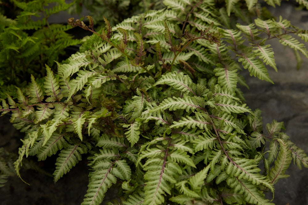 Athyrium Niponicum 'Red Beauty' - BP018A Packs