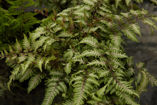 Athyrium Niponicum 'Red Beauty' - BP018A Packs