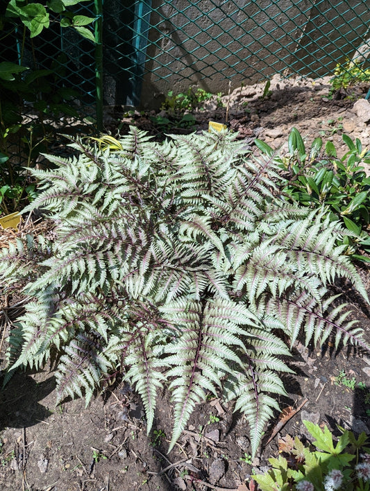 Athyrium niponicum 'Pewter Lace' - Marginal Pond Plants - BP017