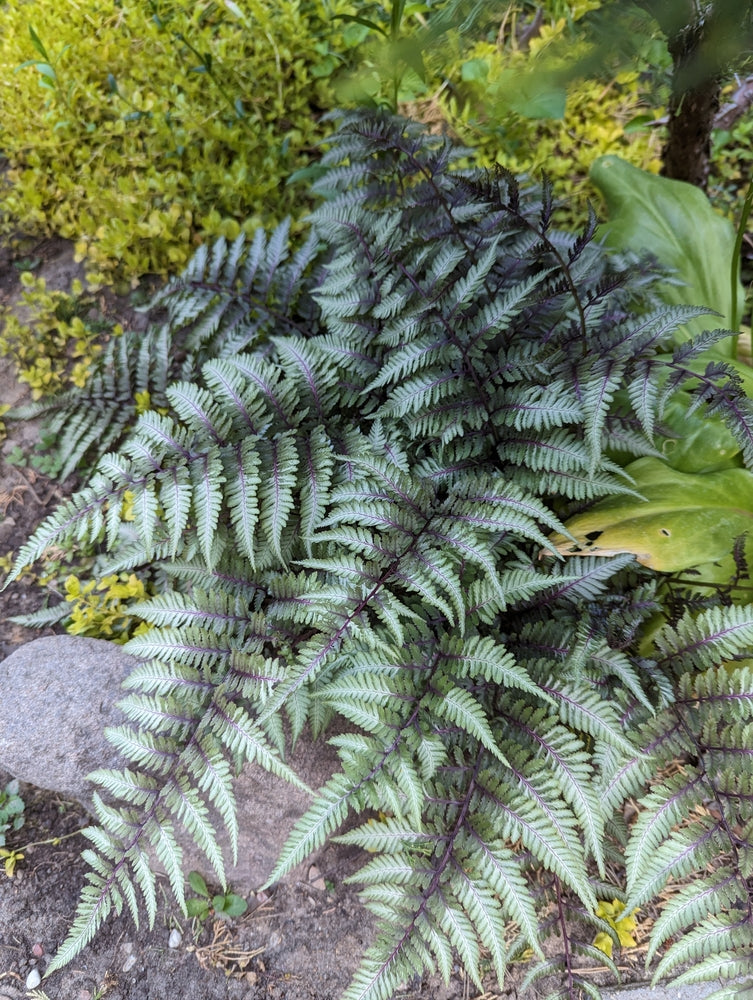 Athyrium niponicum 'Pewter Lace' - Marginal Pond Plants - BP017
