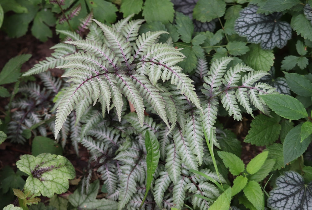 Athyrium Niponicum 'Ursulas Red' - BP018 Packs