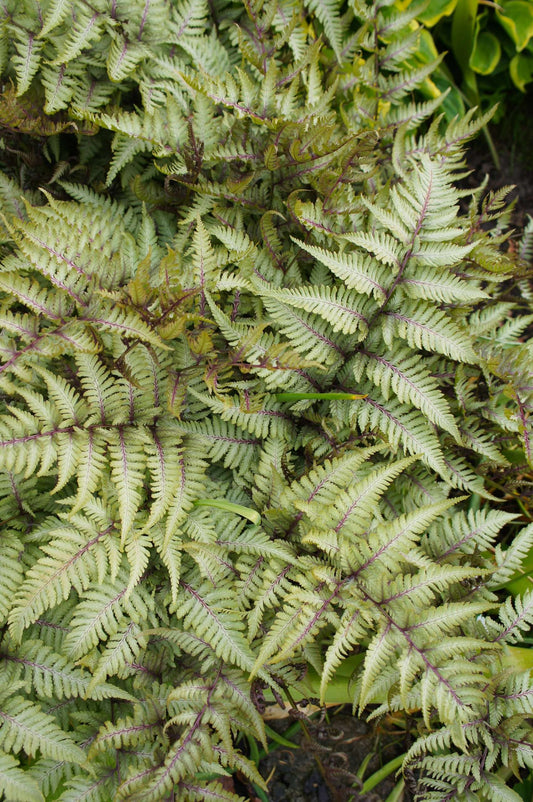 Athyrium niponicum 'Metallicum' - Marginal Pond Plants - BP016