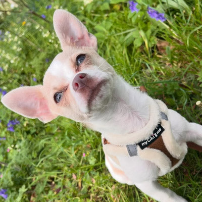 Tiny Trails Step In Soft Touch Suede Effect Faux Fur Lined Puppy and Small Dog Harness Mocha
