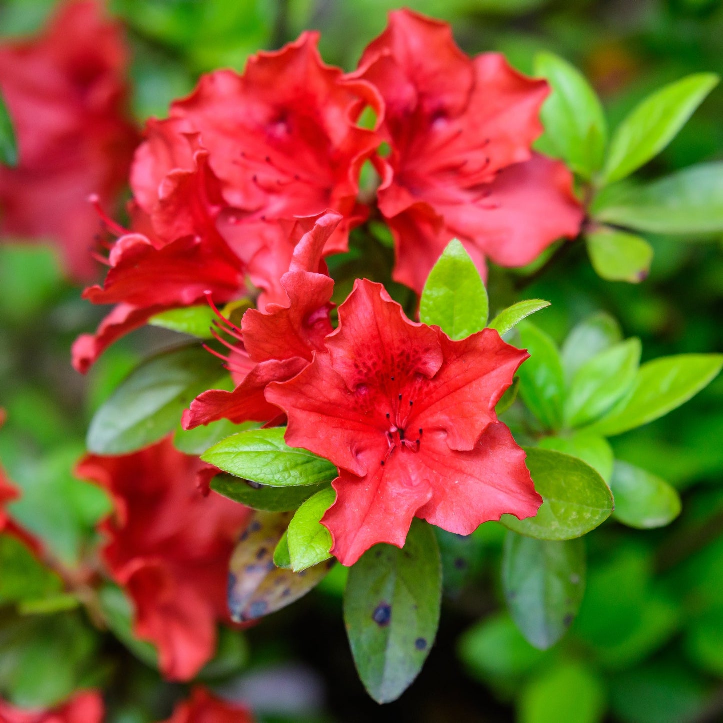 Azalea 'Arabesk'