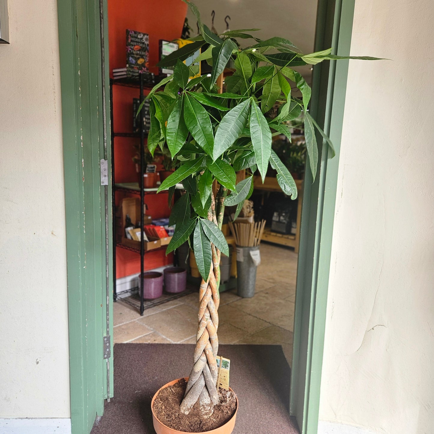 Pachira aquatica (Guiana Chestnut/ Money Tree)