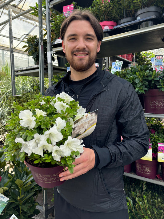 Azalea Encore 'Autumn Pure White' 3L