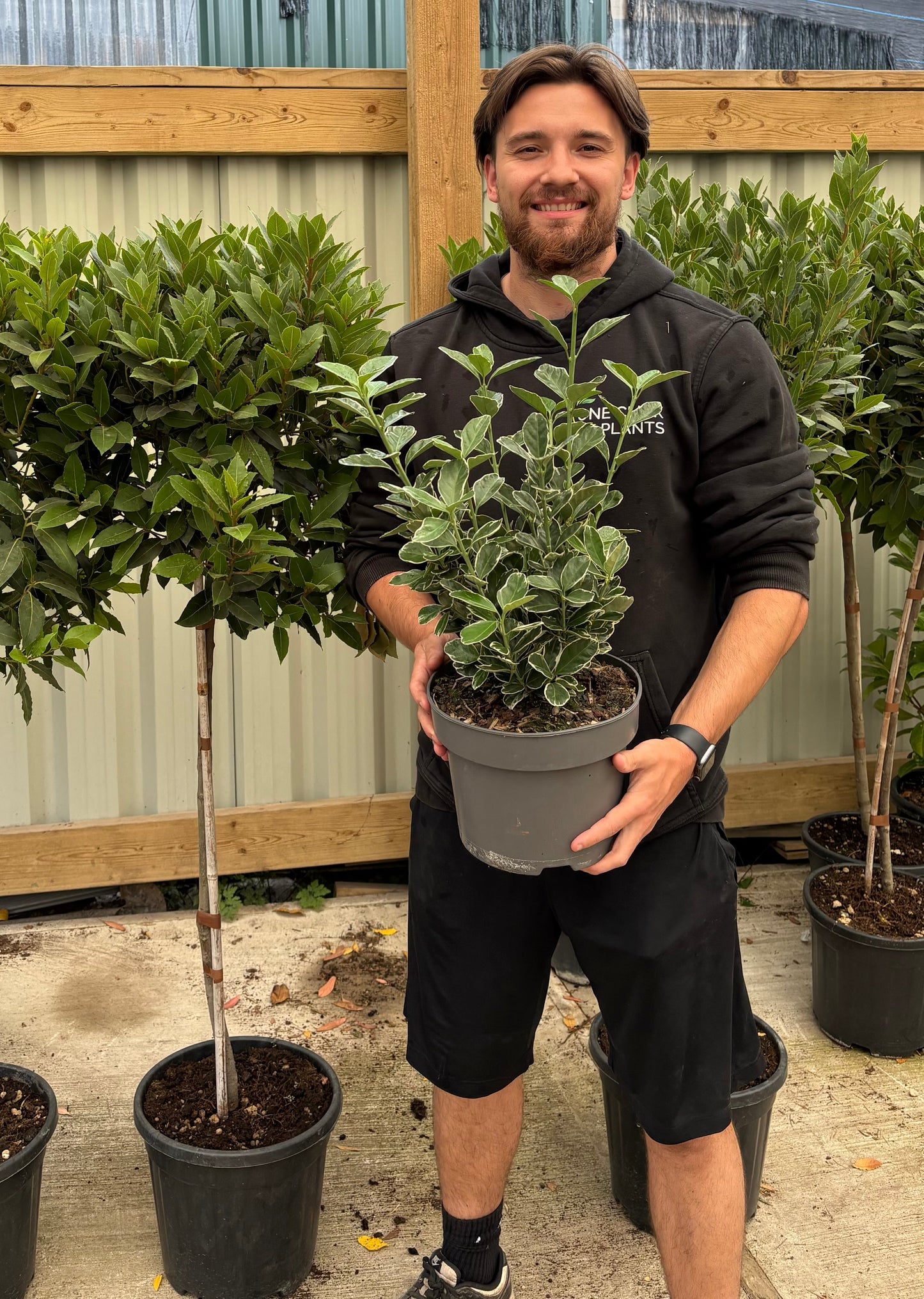 Euonymus japonicus 'Kathy' 9cm / 2L / 5L