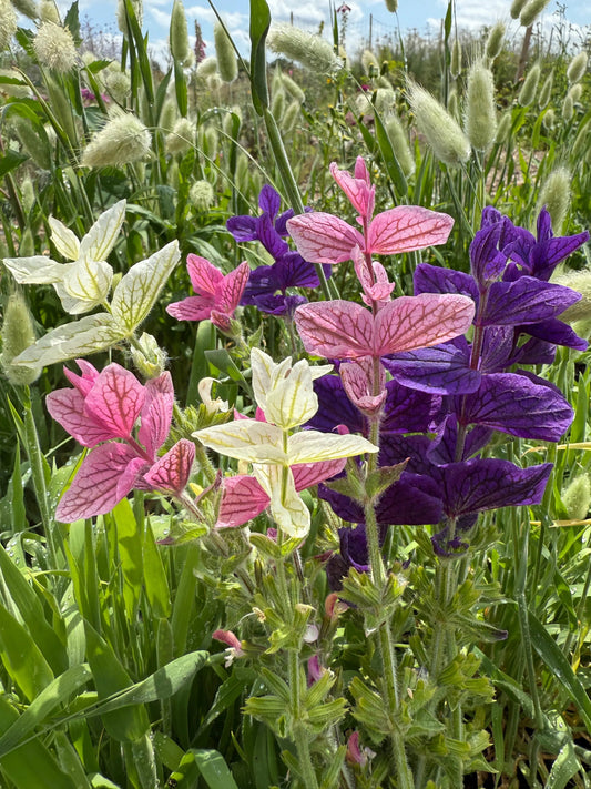 Clary Sage Monarch Mixed