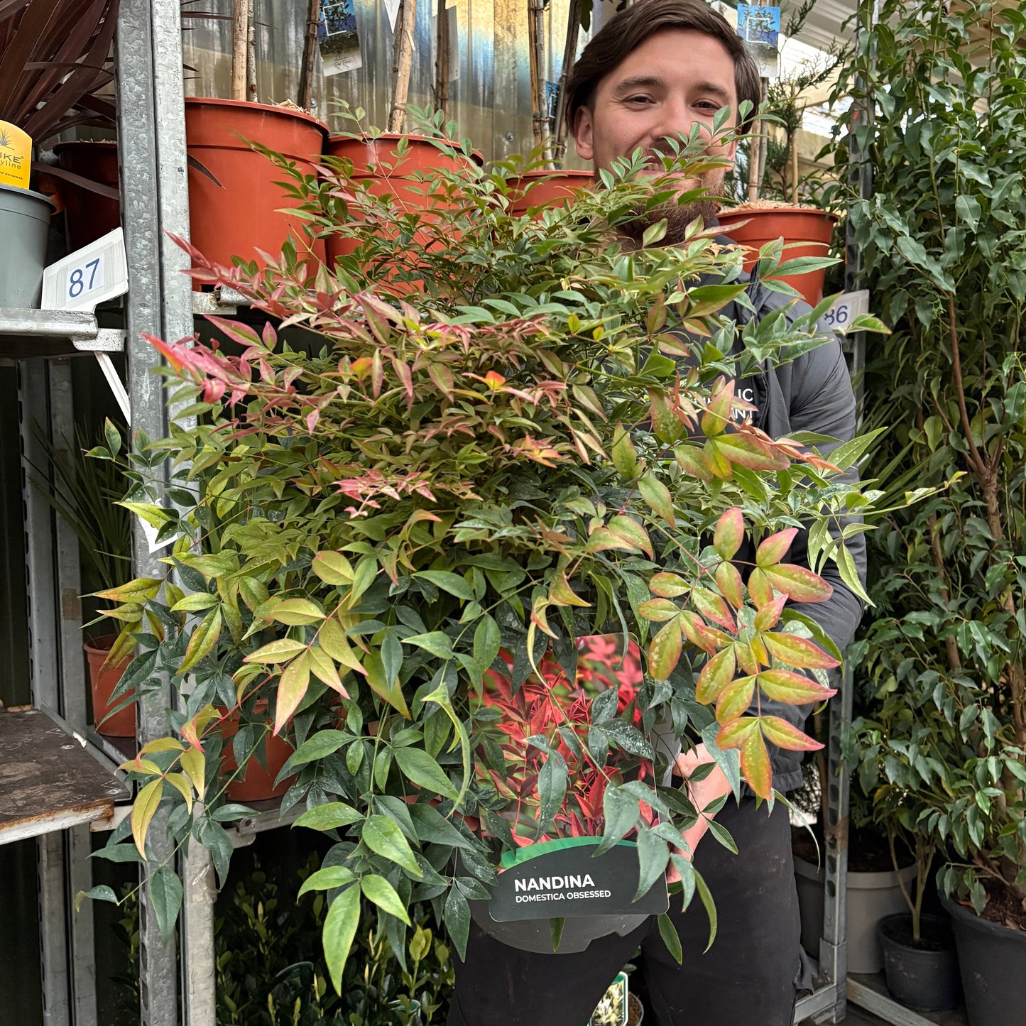 Nandina domestica 'Obsessed' 9cm / 3L / 10: