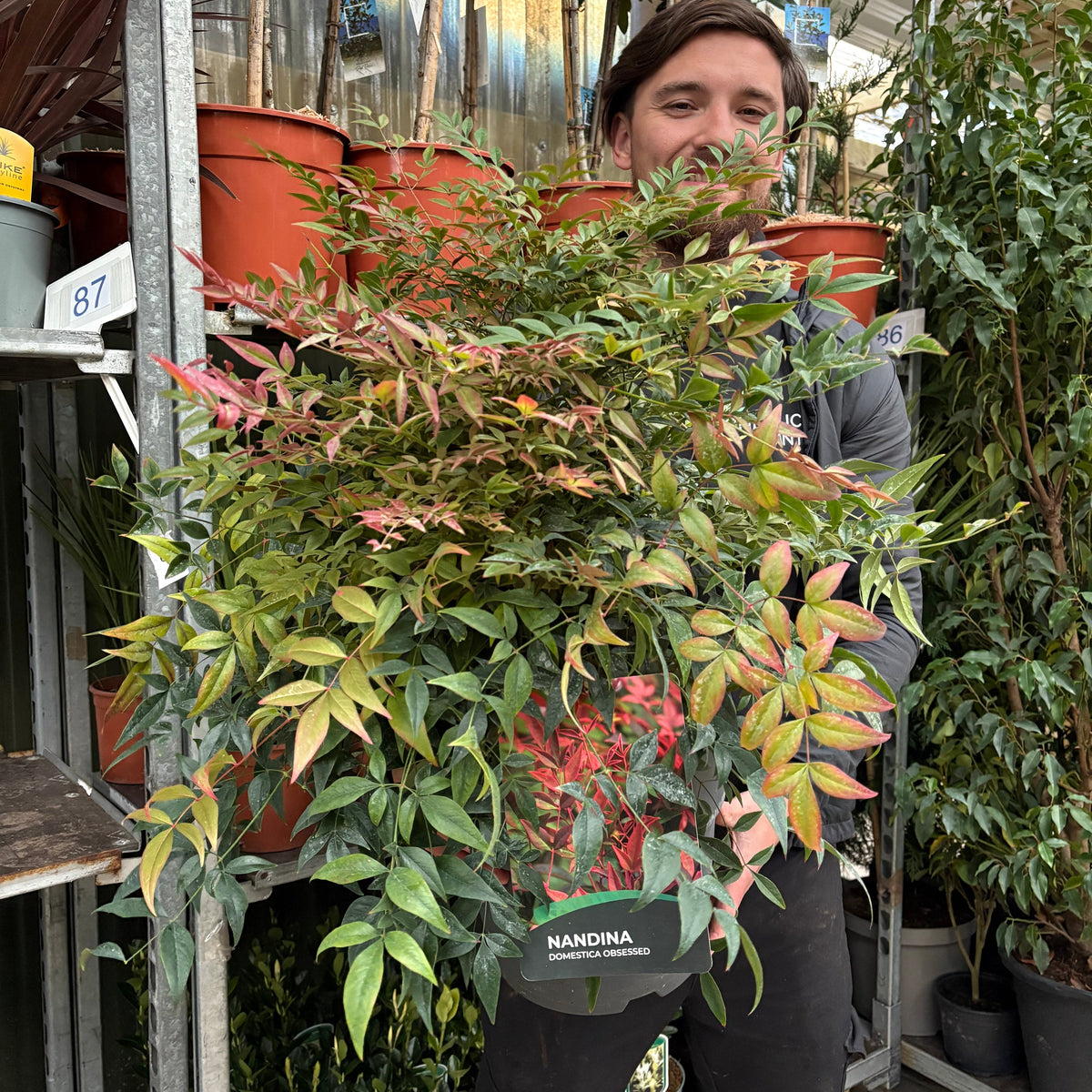 Nandina domestica 'Obsessed' 9cm / 3L / 10L