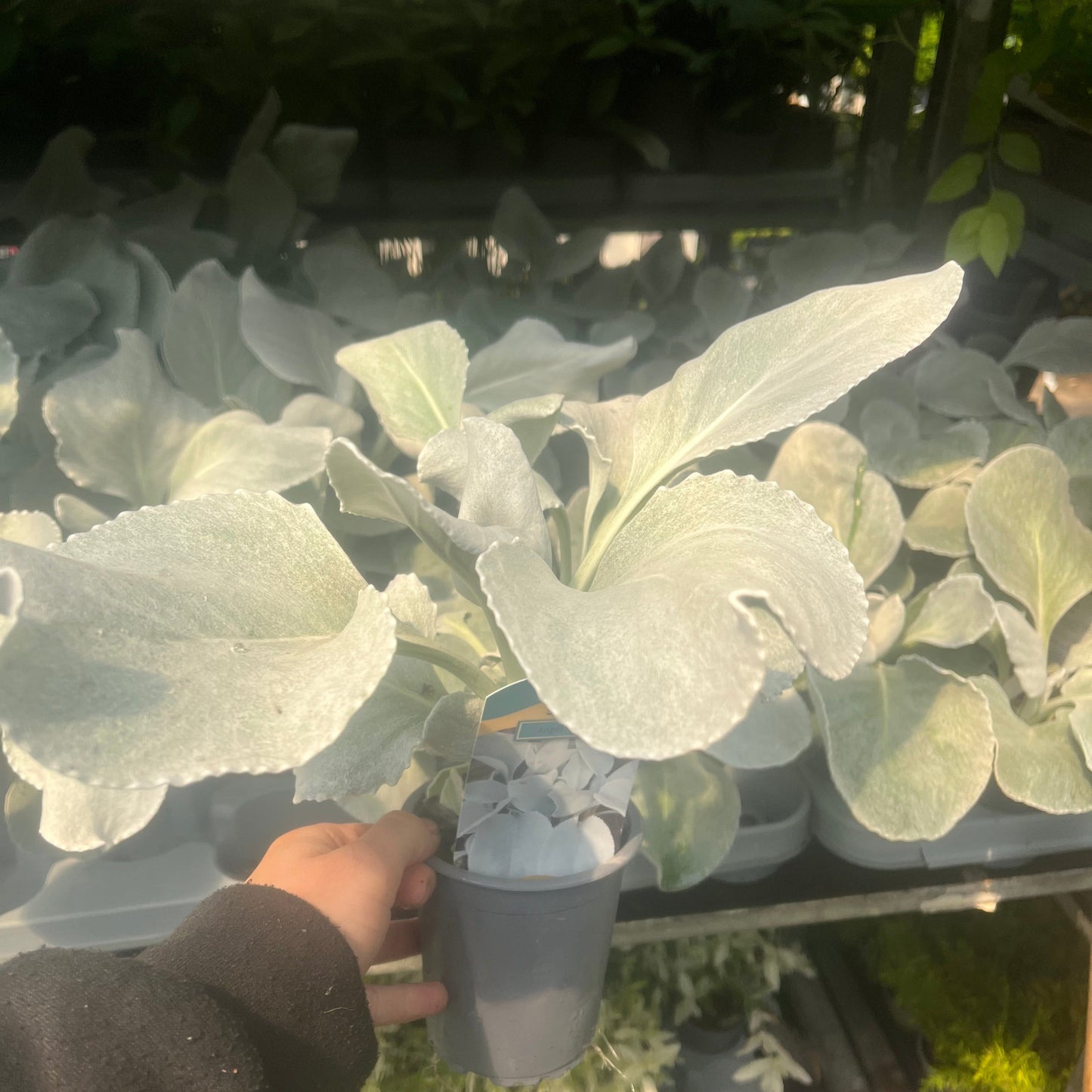 Senecio 'Angel Wings' Evergreen 9cm/2L/5L