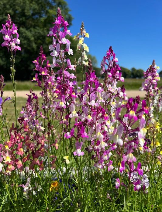 Linaria Fairy Bouquet Mix